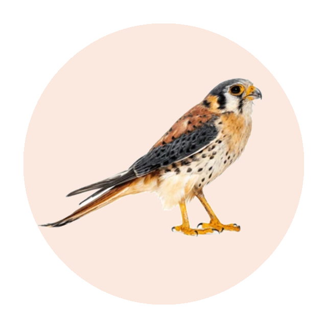 American Kestrel
