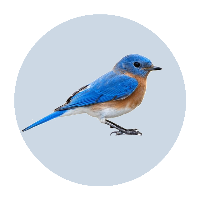 Eastern Bluebird