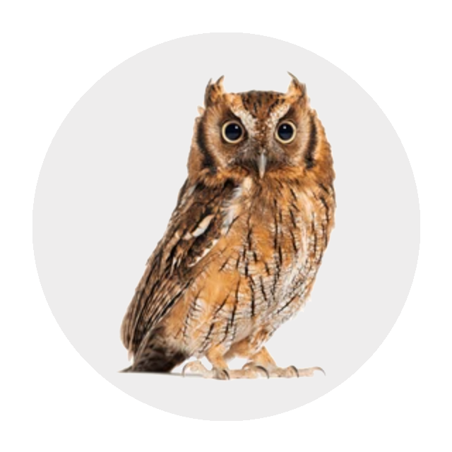 Eastern Screech Owl