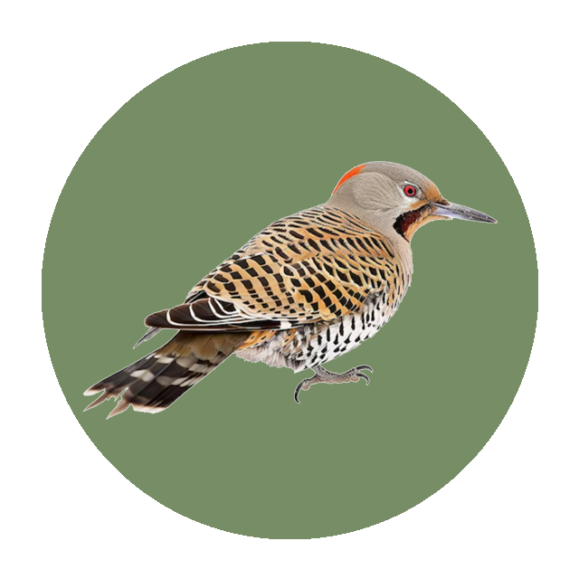 Northern Flicker
