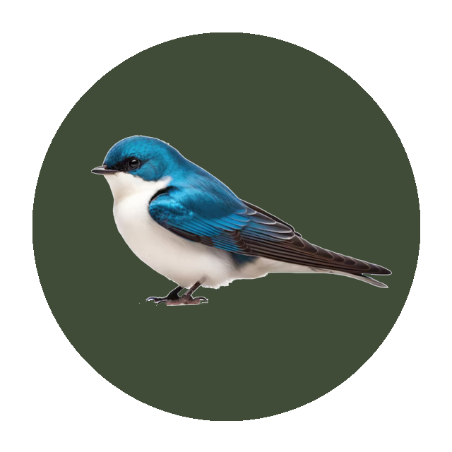 Tree Swallow