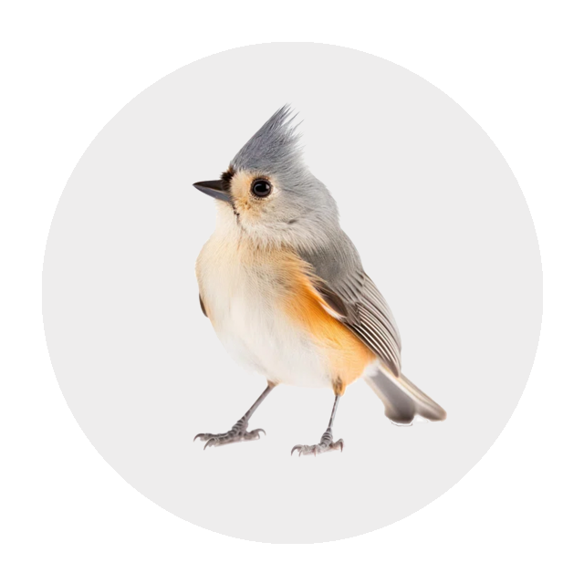 Tufted Titmouse