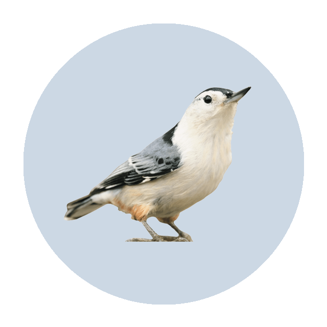White-breasted Nuthatch