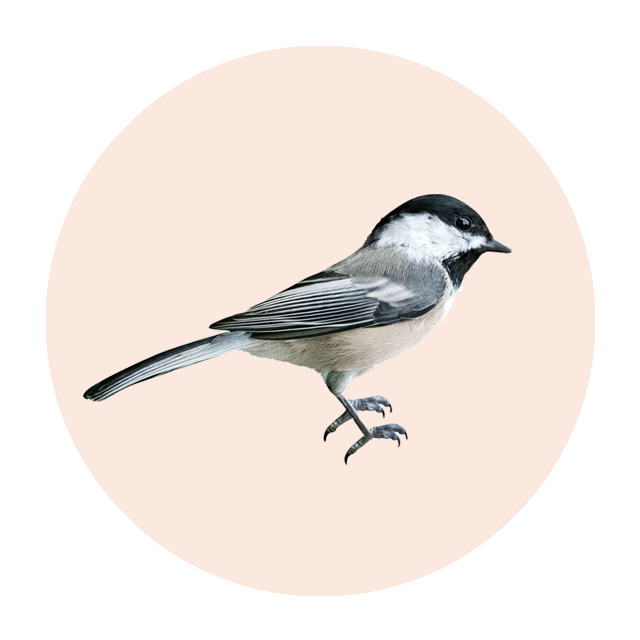 Black-capped Chickadee