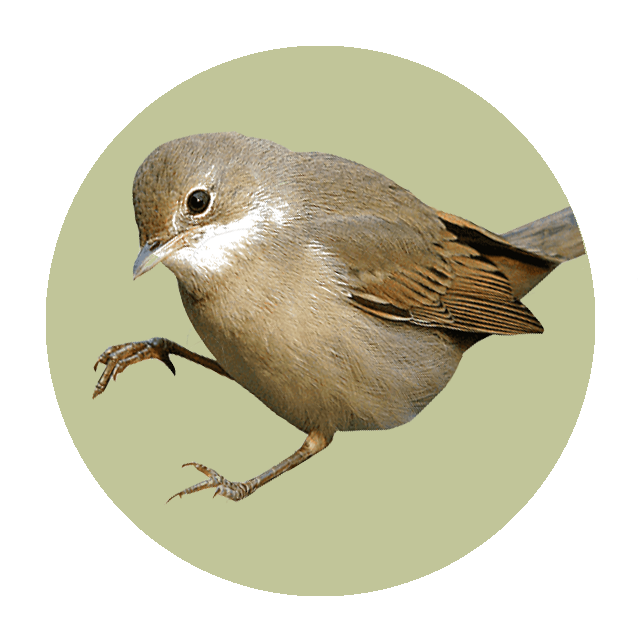 House Wren