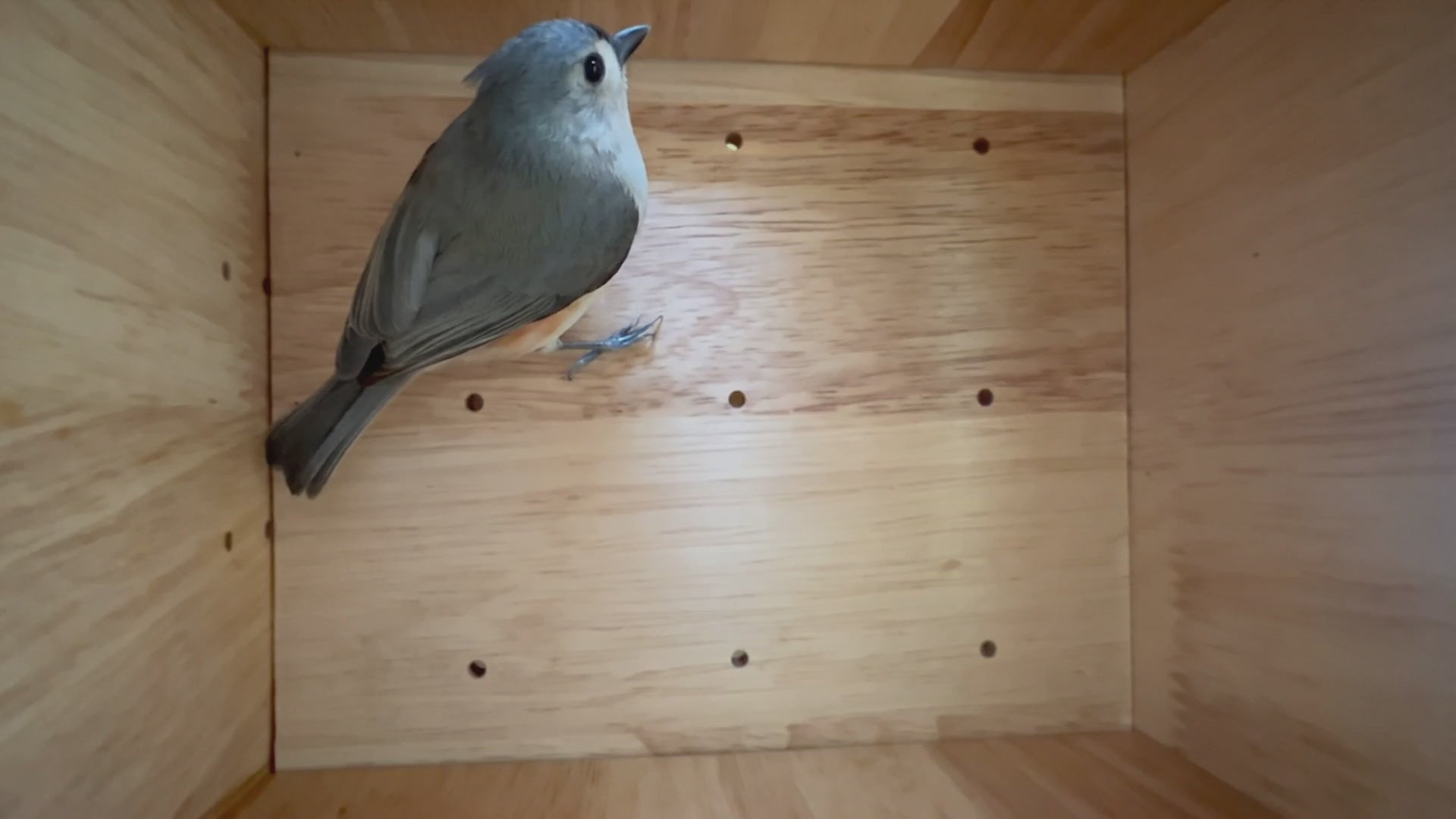 Load video: 
